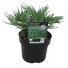 Genévrier sabine Tamariscifolia - Juniperus sabina Tamariscifolia 30/35cm Pot 3L