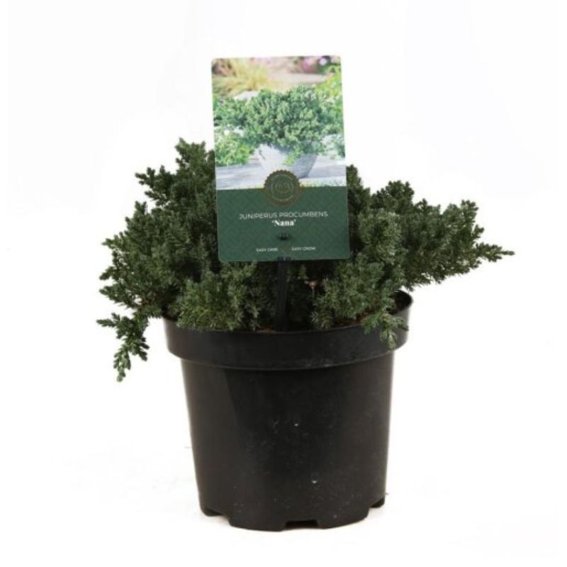 Genévrier rampant Nana - Juniperus procumbens Nana 20/30cm Pot 2,5L
