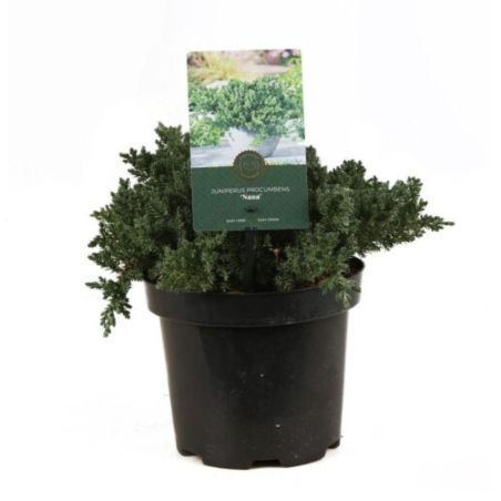 Genévrier rampant Nana - Juniperus procumbens Nana 20/30cm Pot 2,5L