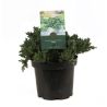 Genévrier rampant Nana - Juniperus procumbens Nana 20/30cm Pot 2,5L
