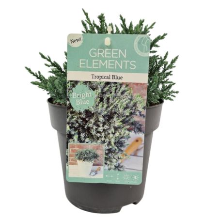 Genévrier écailleux Tropical Blue - Juniperus squamata Tropical Blue 20/30cm Pot 2,5L