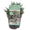 Genévrier écailleux Tropical Blue - Juniperus squamata Tropical Blue 20/30cm Pot 2,5L