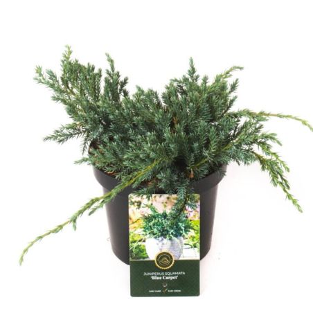 Genévrier écailleux Blue Carpet - Juniperus squamata Blue Carpet 20/30cm Pot 2,5L