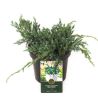 Genévrier écailleux Blue Carpet - Juniperus squamata Blue Carpet 20/30cm Pot 2,5L