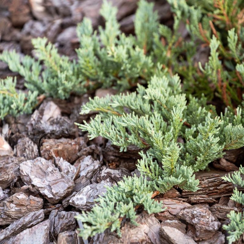 Genévrier horizontal Pancake - Juniperus horizontalis Pancake 20/30cm Pot 2,5L