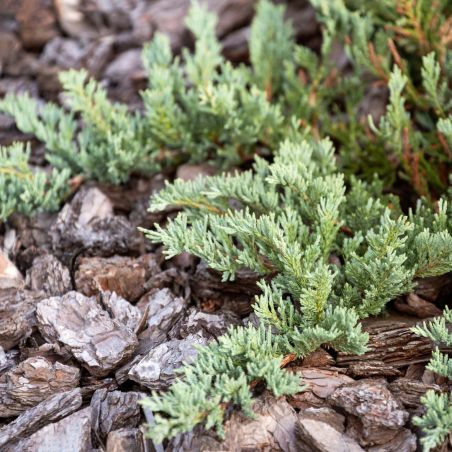 Genévrier horizontal Pancake - Juniperus horizontalis Pancake 20/30cm Pot 2,5L
