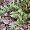Genévrier horizontal Pancake - Juniperus horizontalis Pancake 20/30cm Pot 2,5L