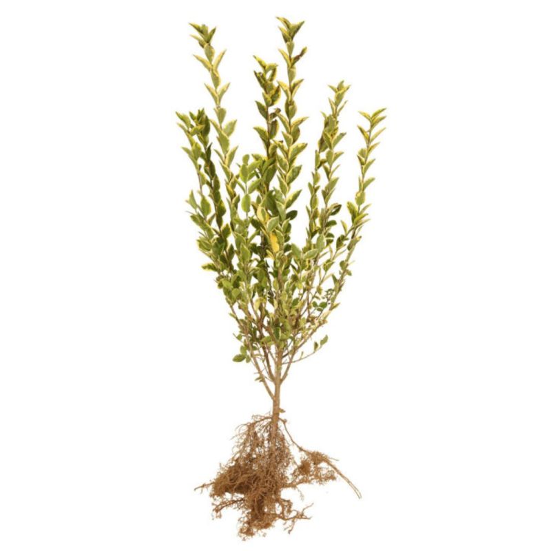 Troène doré - Ligustrum ovalifolium Aureum en Racines nues 40/50cm