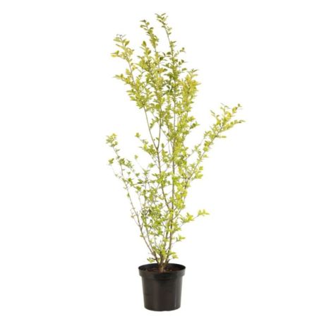 Troène doré - Ligustrum ovalifolium Aureum en Pot 7,5L 150cm