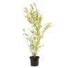 Troène doré - Ligustrum ovalifolium Aureum en Pot 7,5L 150cm