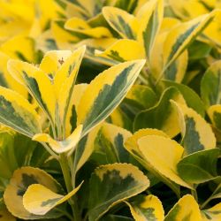 Troène doré - Ligustrum ovalifolium Aureum en Pot 7,5L 150cm