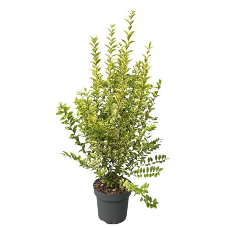 Troène doré - Ligustrum ovalifolium Aureum en Pot 12L 100/125cm