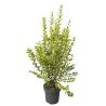 Troène doré - Ligustrum ovalifolium Aureum en Pot 12L 100/125cm
