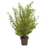Troène doré - Ligustrum ovalifolium Aureum en Pot 12L 100/125cm