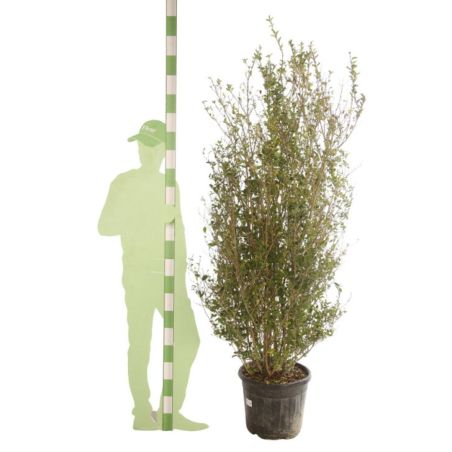 Troène doré - Ligustrum ovalifolium Aureum en Pot 30L 150/175cm