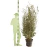 Troène doré - Ligustrum ovalifolium Aureum en Pot 30L 150/175cm