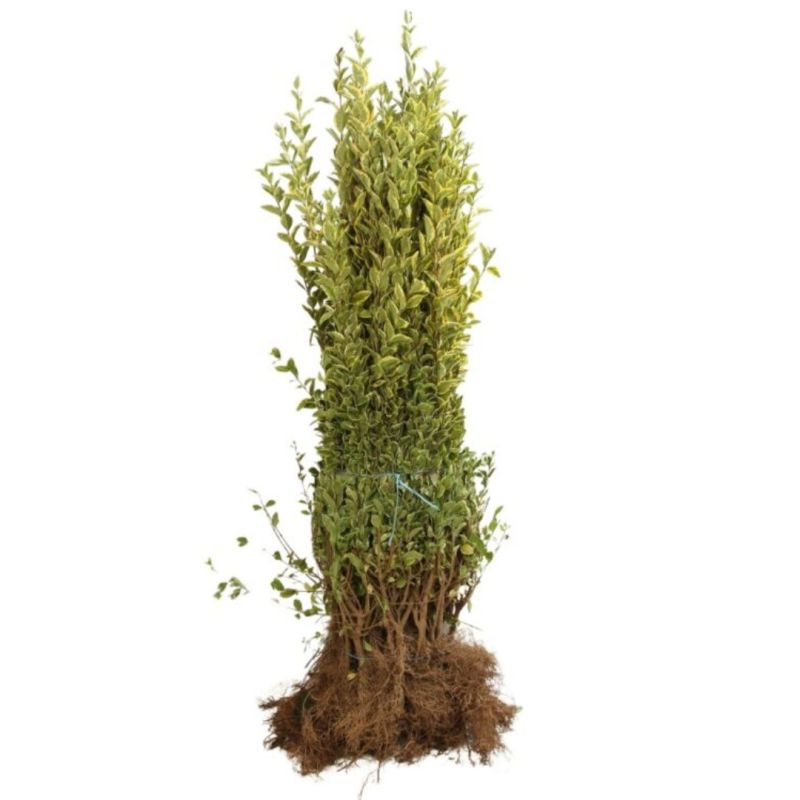 Troène doré - Ligustrum ovalifolium Aureum 60cm Racines nues
