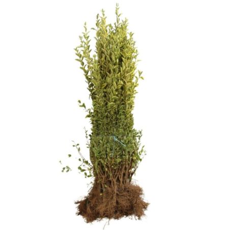 Troène doré - Ligustrum ovalifolium Aureum 60cm Racines nues