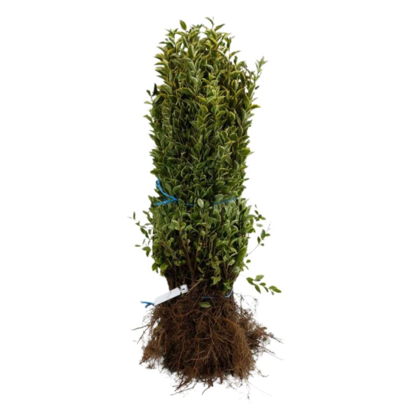 Troène doré - Ligustrum ovalifolium Aureum 60cm Racines nues