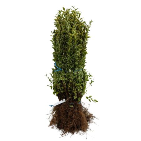 Troène doré - Ligustrum ovalifolium Aureum 60cm Racines nues
