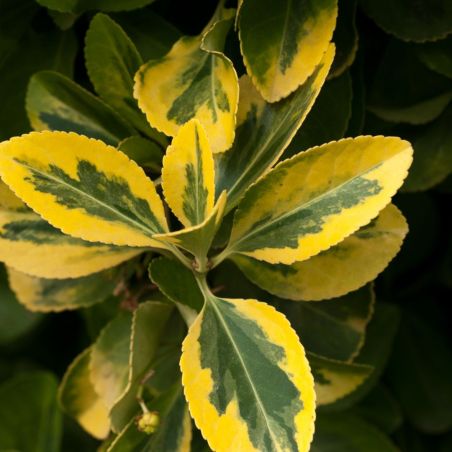 Troène doré - Ligustrum ovalifolium Aureum 60cm Racines nues