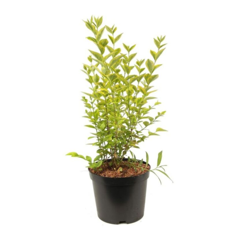 Troène doré - Ligustrum ovalifolium Aureum 50/60 cm Pot 3L