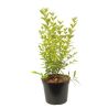 Troène doré - Ligustrum ovalifolium Aureum 50/60 cm Pot 3L
