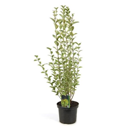 Troène doré - Ligustrum ovalifolium Aureum 50/60 cm Pot 3L