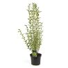 Troène doré - Ligustrum ovalifolium Aureum 50/60 cm Pot 3L