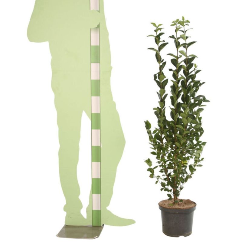 Troène de Californie - Ligustrum ovalifolium en Pot 5L 100/120cm