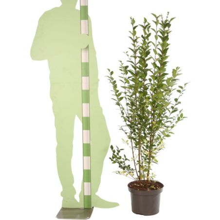 Troène de Californie - Ligustrum ovalifolium en Pot 7,5L 100/125cm