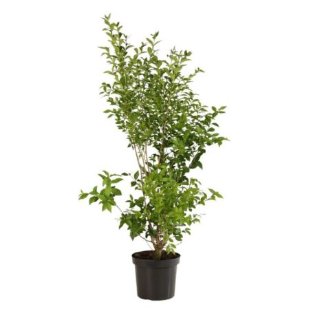 Troène de Californie - Ligustrum ovalifolium en Pot 7,5L 100/125cm