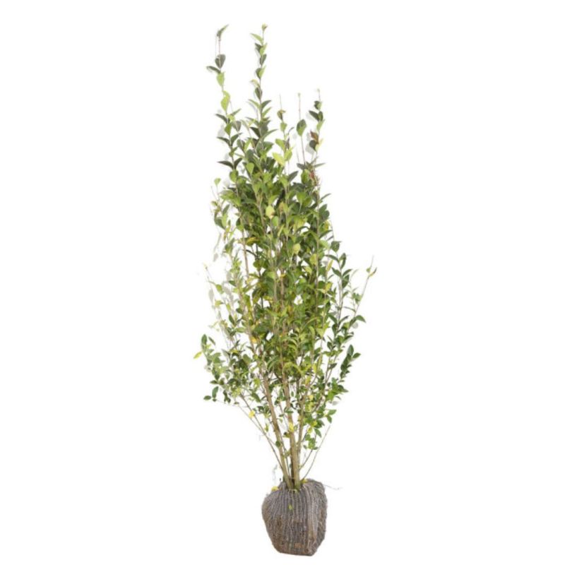 Troène de Californie - Ligustrum ovalifolium en Motte 150/175cm