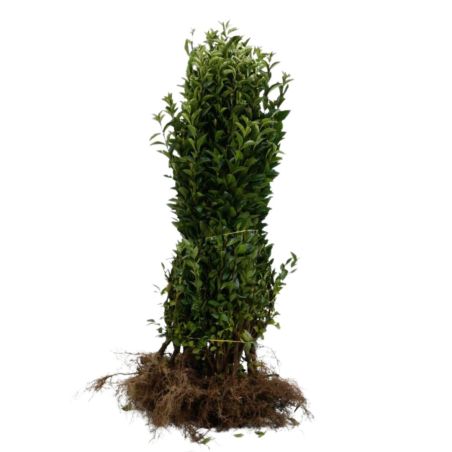 Troène de Californie - Ligustrum ovalifolium 60cm Racines nues