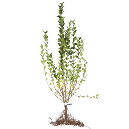 Troène de Californie - Ligustrum ovalifolium 90cm Racines nues