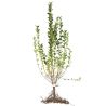 Troène de Californie - Ligustrum ovalifolium 90cm Racines nues