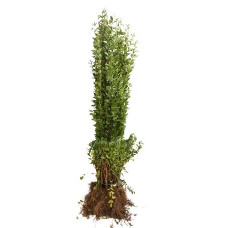 Troène de Californie - Ligustrum ovalifolium 90cm Racines nues