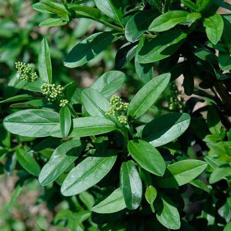 Troène de Californie - Ligustrum ovalifolium 90cm Racines nues