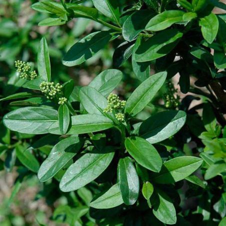 Troène de Californie - Ligustrum ovalifolium 90cm Racines nues