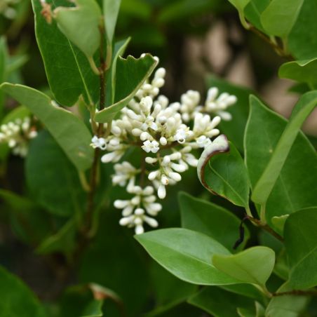 Troène de Californie - Ligustrum ovalifolium 90cm Racines nues