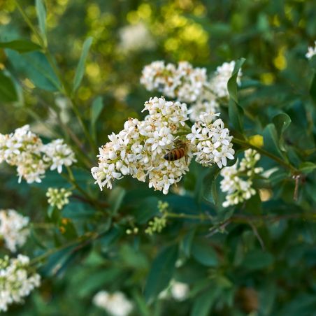 Troène commun - Ligustrum vulgare 80/100 cm Pot 3L