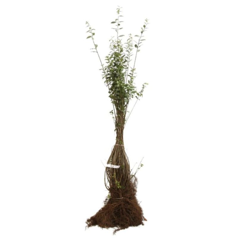 Troène commun Atrovirens - Ligustrum vulgare Atrovirens 60cm Racines nues