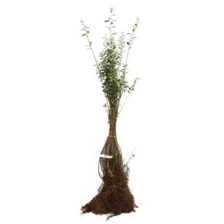 Troène commun Atrovirens - Ligustrum vulgare Atrovirens 60cm Racines nues