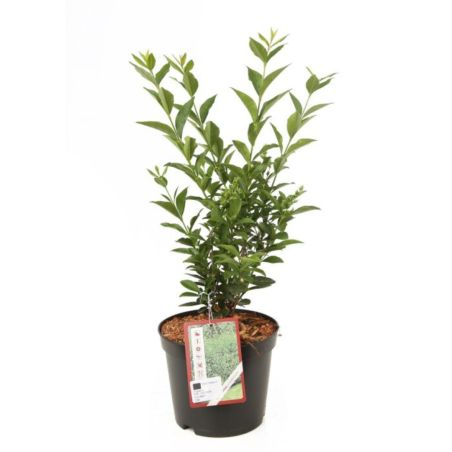Troène vert de Californie - Ligustrum ovalifolium 50/60 cm Pot 3L