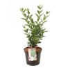 Troène vert de Californie - Ligustrum ovalifolium 50/60 cm Pot 3L