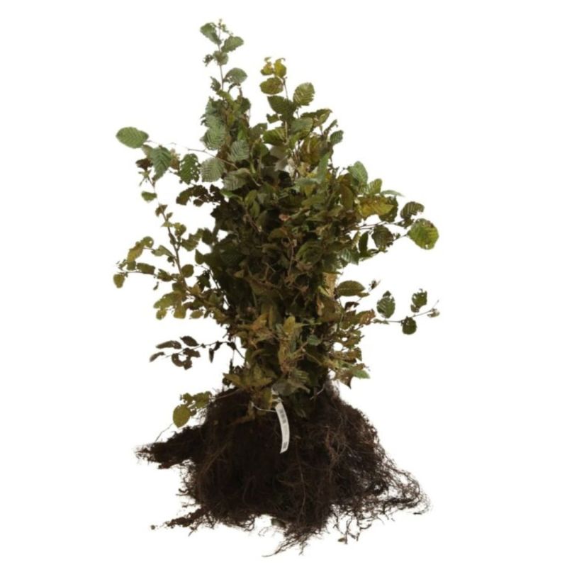 Charme commun - Carpinus betulus en Racines nues 40/50cm