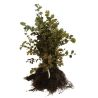 Charme commun - Carpinus betulus en Racines nues 40/50cm