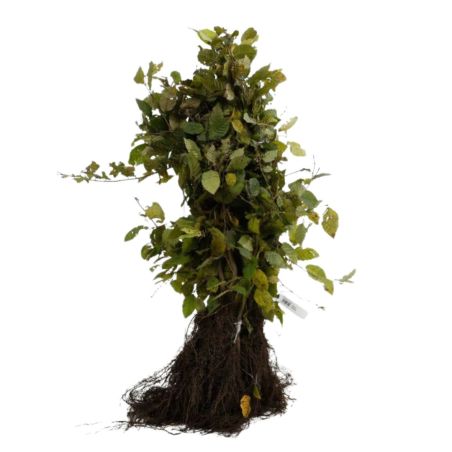 Charme commun - Carpinus betulus en Racines nues 40/50cm