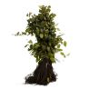 Charme commun - Carpinus betulus en Racines nues 40/50cm
