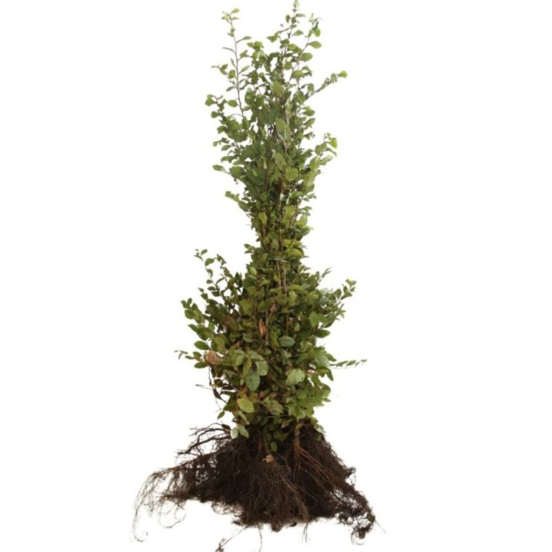 Charme commun - Carpinus betulus en Racines nues 125/150cm